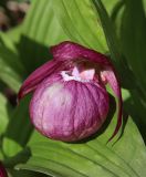 Cypripedium macranthos. Цветок. Новосибирская обл., Искитимский р-н, окр. пгт Линёво, школьный заказник орхидей, берёзовый колок. 10 июня 2022 г.