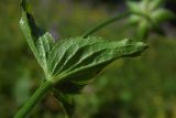 Astrantia maxima