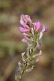 Onobrychis viciifolia. Соцветие. Южный Казахстан, Джабаглытау, подгорная степь в 1.5 км восточнее пос. Амангельды. 07.07.2010.