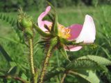 Rosa gallica. Цветок и бутон (вид сбоку). Краснодарский край, Кавказский р-н, окр. ст-цы Темижбекская, степь. 28.05.2022.