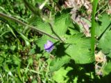 Geranium platypetalum