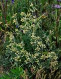 Silene spergulifolia