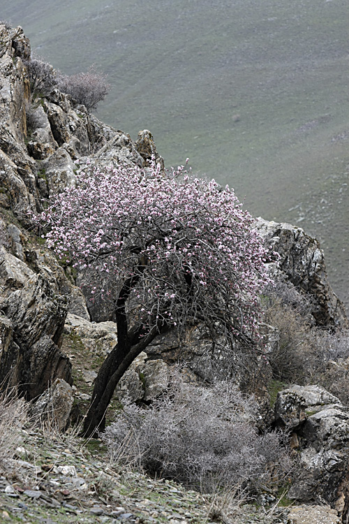 Изображение особи Amygdalus bucharica.