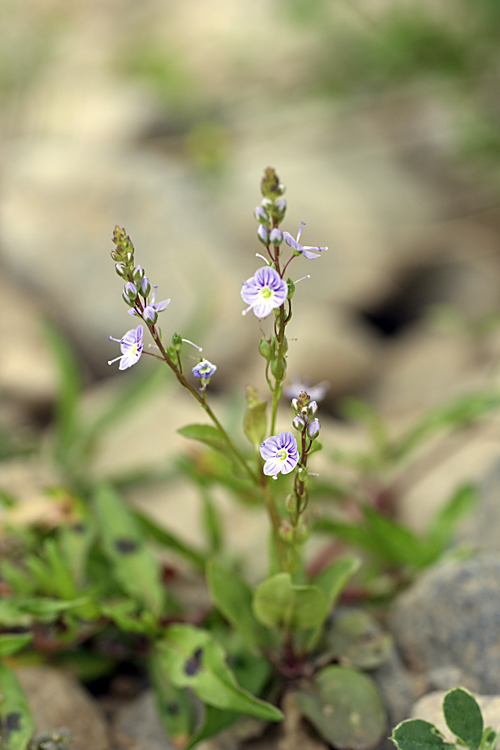 Изображение особи Veronica anagallis-aquatica.