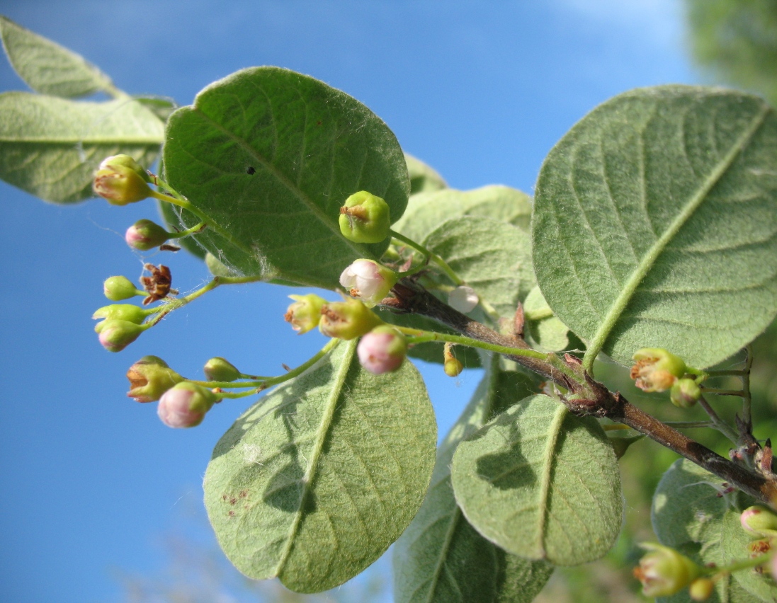 Изображение особи Cotoneaster melanocarpus.