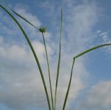 Cyperus eragrostis. Стебель с соцветием из 1 головки и прикорневые листья. Абхазия, пос. Цандрипш, близ устья р. Хашупса. 20.08.2011.