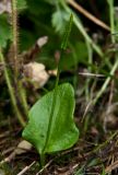 Ophioglossum alaskanum