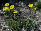 Helianthemum baschkirorum