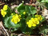 Caltha palustris