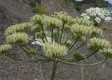 Astrodaucus littoralis. Соплодие. Крым, южный берег, заказник \"Канака\", берег моря. 2 июня 2013 г.