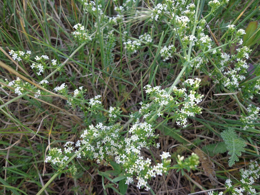 Изображение особи Galium humifusum.