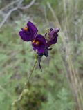 Linaria transiliensis