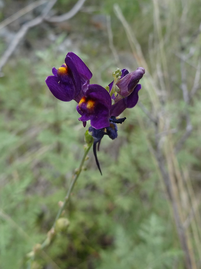 Изображение особи Linaria transiliensis.