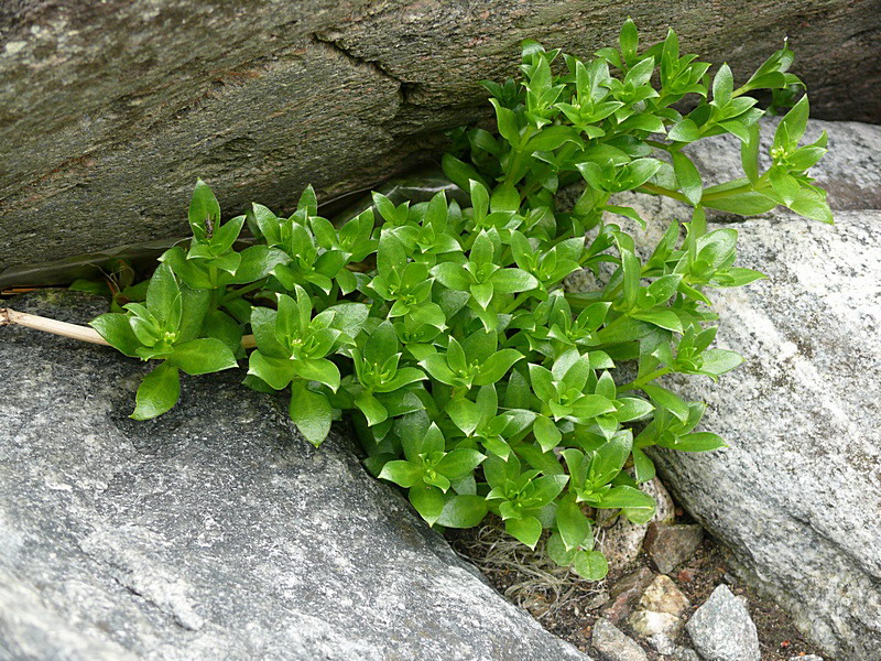 Изображение особи Honckenya peploides ssp. diffusa.