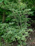 Enkianthus campanulatus