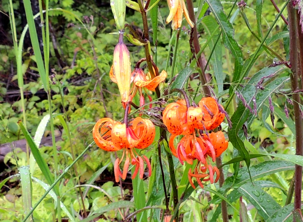 Изображение особи Lilium debile.