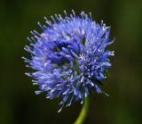 Jasione montana