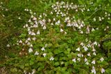 Linnaea borealis