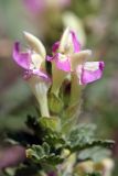 Scutellaria adsurgens