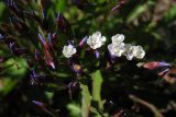 Limonium brassicifolium. Веточка соцветия. Испания, Канарские о-ва, Гран Канария, муниципалитет Santa Brígida, Tafira Baja, ботанический сад Jardín Botánico Canario Viera y Clavijo, в культуре. 28 февраля 2010 г.