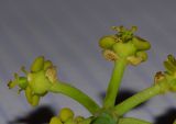 Euphorbia schimperi