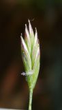 genus Festuca
