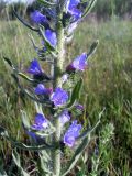 Echium vulgare. Средняя часть цветущего растения. Украина, Житомирская обл., Новоград-Волынский р-н. 29.05.2016.