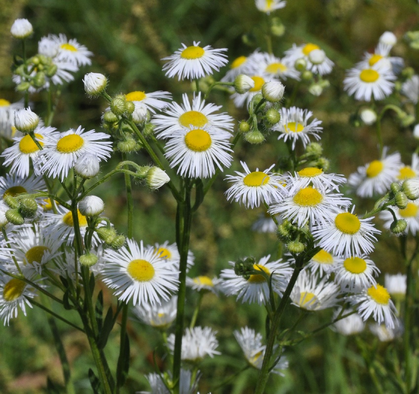 Изображение особи Erigeron annuus.