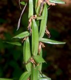 Platanthera chlorantha