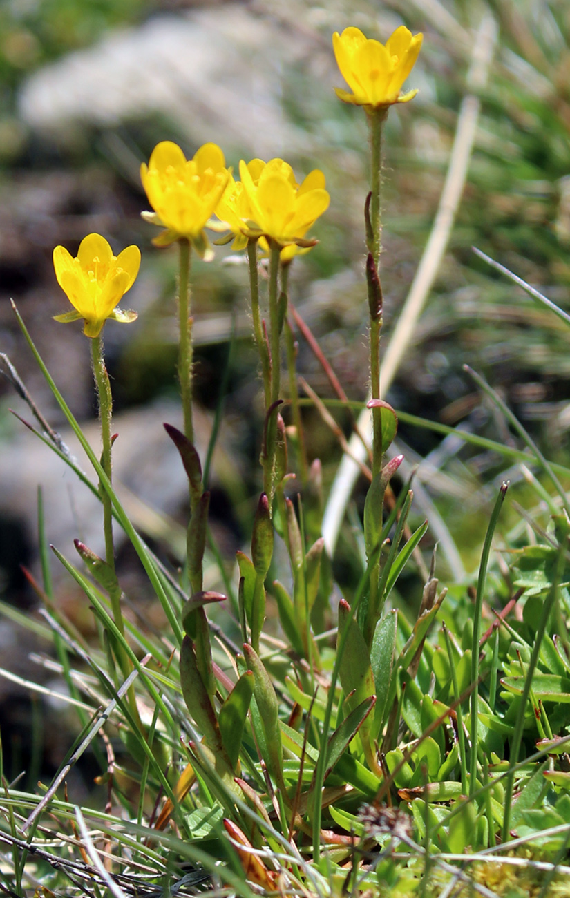 Изображение особи Saxifraga hirculus.