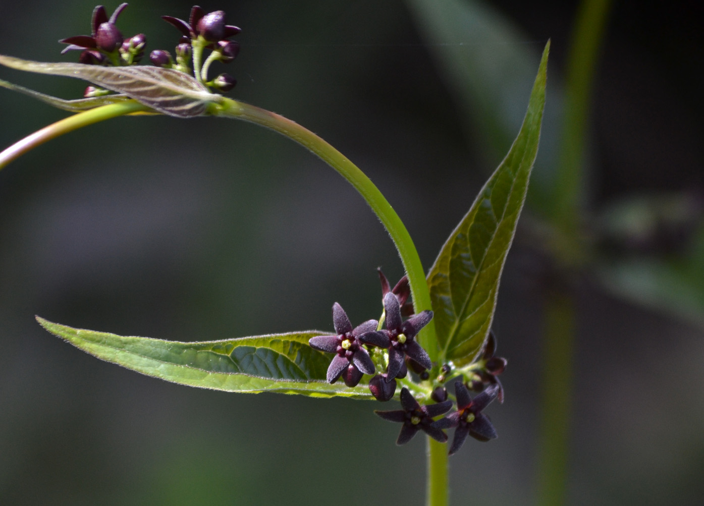 Image of Vincetoxicum scandens specimen.