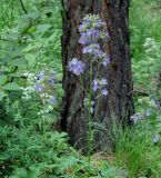 Polemonium chinense. Верхушки цветущих растений. Иркутская обл., Шелеховский р-н, окр. с. Шаманка, сосново-берёзовый лес. 05.07.2016.