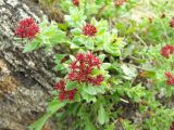 Rhodiola integrifolia. Цветущее растение. Магаданская обл., окр. Магадана, бухта Нагаева, мкр-н Марчекан, берег моря. 03.07.2015.