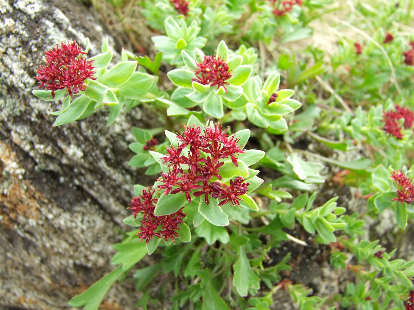 Изображение особи Rhodiola integrifolia.