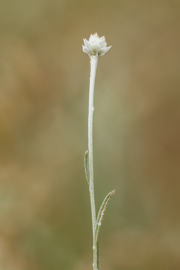 Изображение особи Xeranthemum annuum.