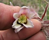 Pulsatilla pratensis. Цветок. Украина, Донецкая обл., Константиновский р-н, РЛП \"Клебан-Бык\", песчаная степь. 11.04.2010.