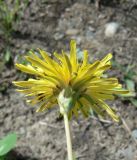 Taraxacum mongolicum