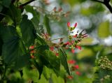 Acer tataricum