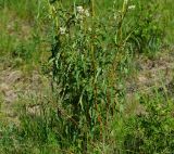 Aconogonon alpinum