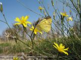 Chondrilla lejosperma. Цветущая и плодоносящая часть растения с кормящейся бабочкой Colias erate. Южный Казахстан, Сырдарьинский Каратау, сев. подножье гор Улькунбурултау, ≈ 700 м н.у.м. 23 октября 2017 г.