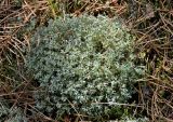 Cladonia uncialis. Талломы на почве. Московская обл., Воскресенский р-н, Лопатинские карьеры, посадки сосны. 19.06.2018.