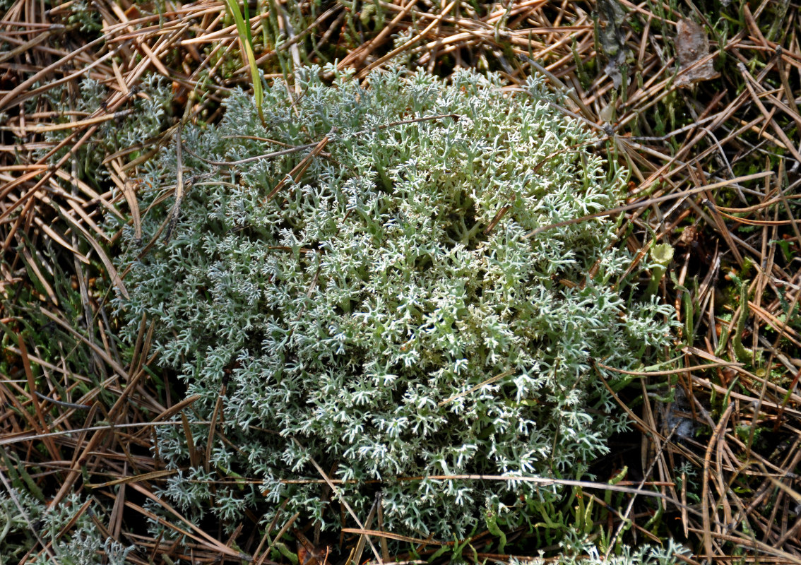 Изображение особи Cladonia uncialis.