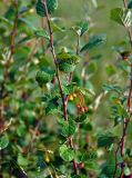 Cotoneaster melanocarpus. Часть ветви с незрелыми плодами. Хакасия, Ширинский р-н, берег оз. Шунет, степной склон. 15.07.2018.