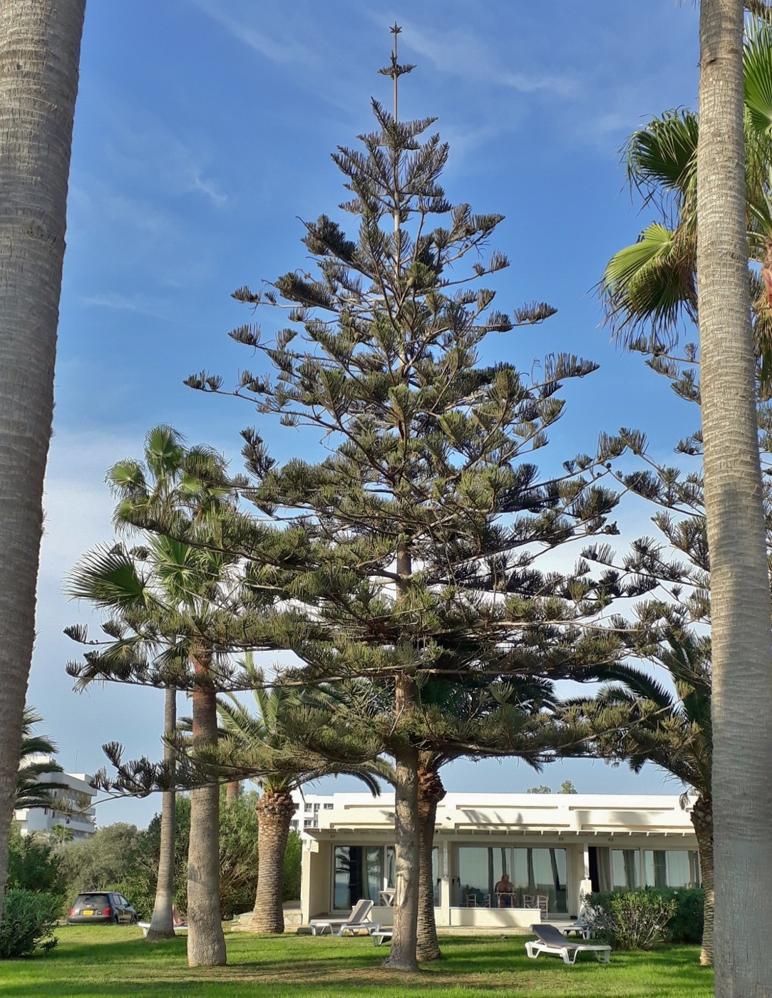 Изображение особи Araucaria heterophylla.