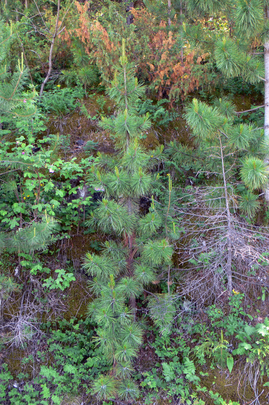 Изображение особи Pinus sibirica.