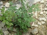 Thalictrum minus