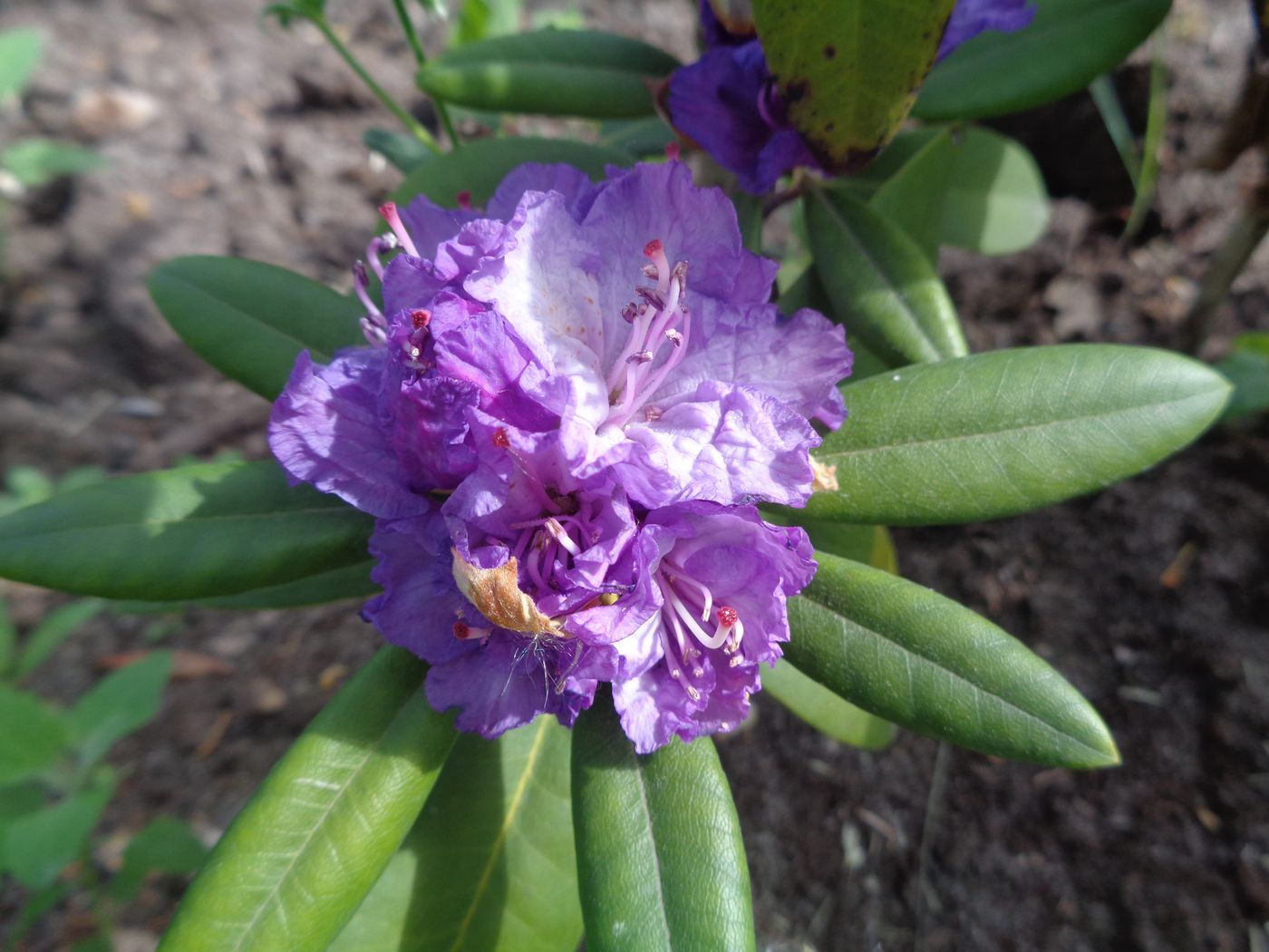 Изображение особи род Rhododendron.