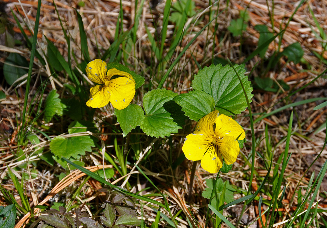 Изображение особи Viola uniflora.