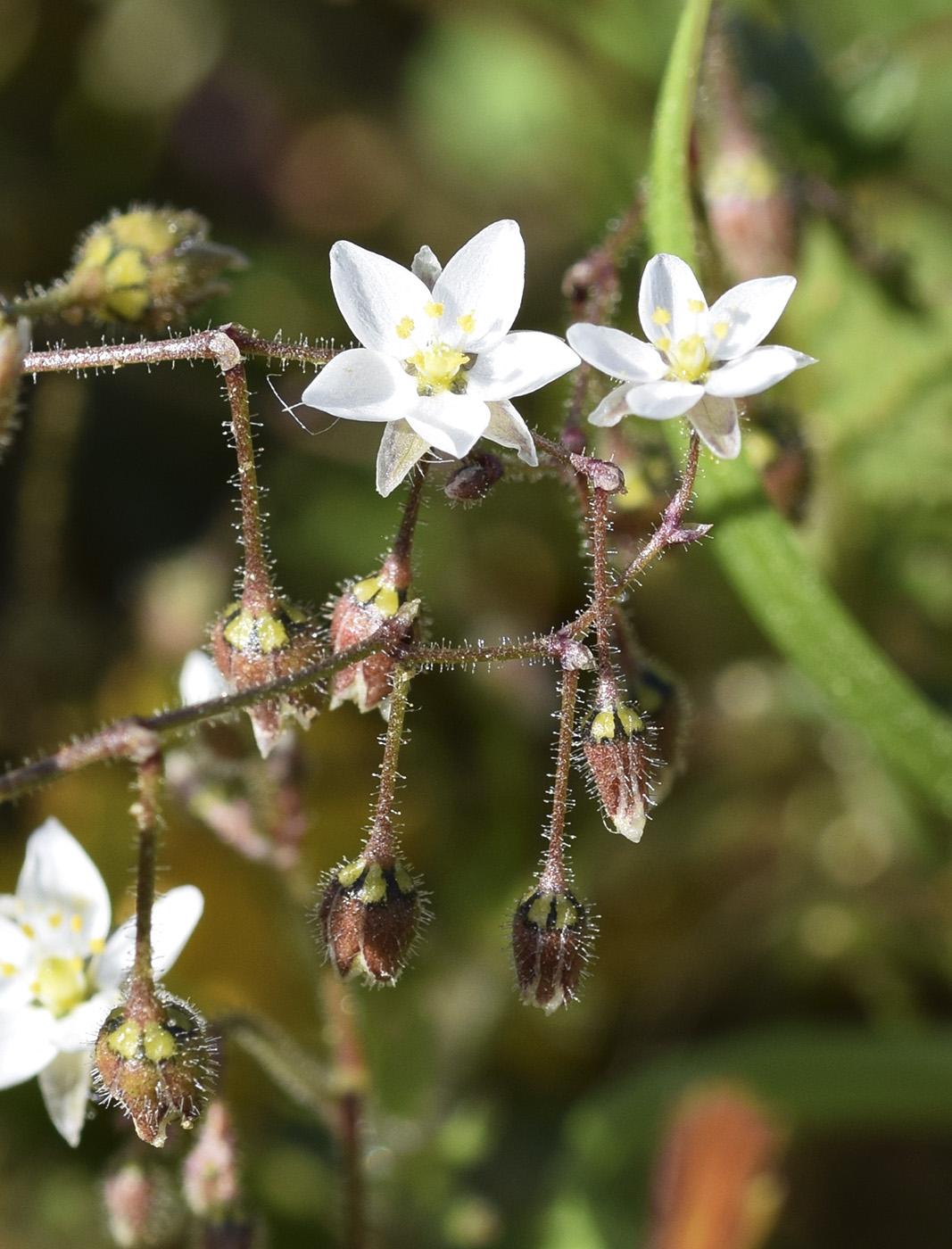 Изображение особи Spergula arvensis.