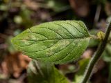 Clinopodium vulgare. Лист с повреждениями. Московская обл., Талдомский р-н, смешанный лес. 03.10.2020.